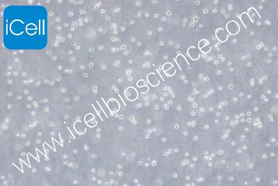 Human Acute Myeloid Leukemia Cell Line, #KG-1A
