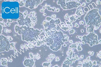Human Colorectal Cancer Cell Line, #LS513