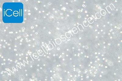 Human Adult Megakaryocytic Leukemia Cell Line, #MEG-01