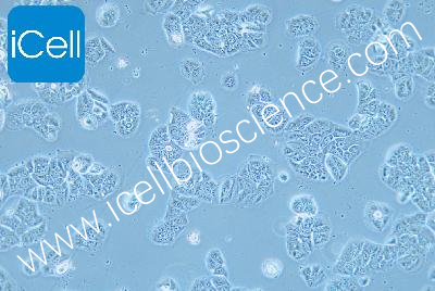 Human Lung Cancer Cell Line, #NCI-H1437