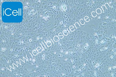 Human Normal Thyroid Cell Line, #NTHY-ORI 3-1