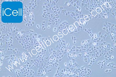 Human Pancreatic Cancer Cell Line, #PANC 03.27
