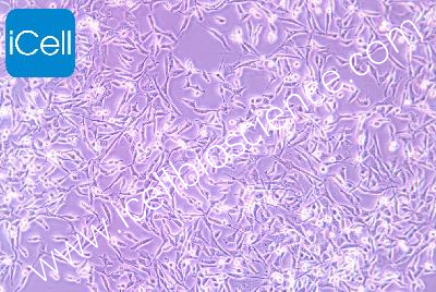Human Rhabdomyosarcoma Cell Line, #A-204