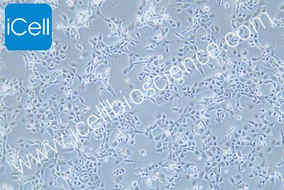 Human Oesophageal Epithelial Cell Line, #HET-1A
