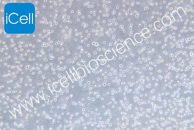 Human Acute Myeloid Leukemia Cell Line, #KG-1