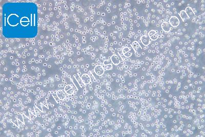 Acute Promyelocyte Cell Lines, #NB 4