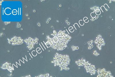 Human Small-Cell Lung Cancer Cell Line, #NCI-H82