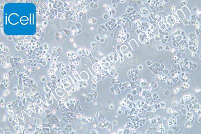 Human Lung Cancer Cell Line, #NCI-H2126