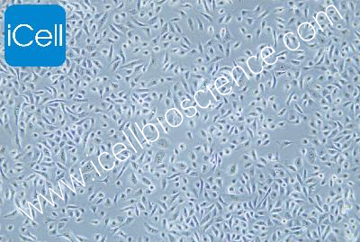 Normal Cell Line Of The Human Prostate Gland, #RWPE-1