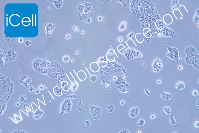 Human Pancreatic Cancer Cell Line, #HPAF-II