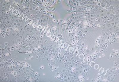Human Normal Colonic Epithelial Cell Line, #NCM 460