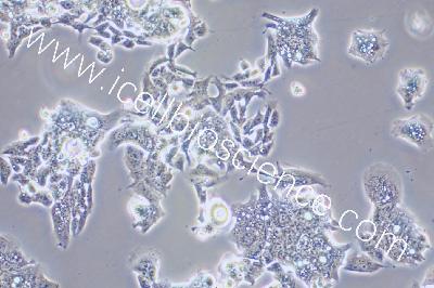 Human Colonic Adenocarcinoma Cell Line, #LS1034