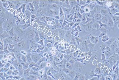 Human Adenocarcinoma Cell Line Of Non-Small-Cell Lung Cancer, #NCI-H522