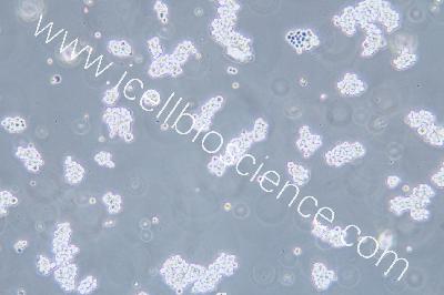 Human Colorectal Adenocarcinoma Cell Line, #NCI-H716