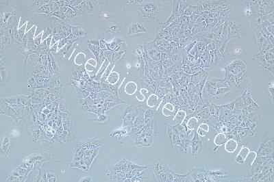Human Lung Cancer Cell Line, #NCI-H2228