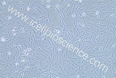 Human Thyroid Carcinoma Cell Line (Undifferentiated) , #OCUT-2C