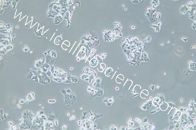 Human Esophageal Cell Line, #OE19