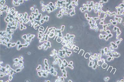 Human Colonic Adenocarcinoma Cell Line, #SW48