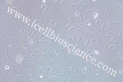Human Non-Small-Cell Lung Cancer Cell Line, #HCC44