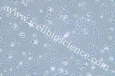 Human Lung Squamous Cancer Cell Line, #HCC1588