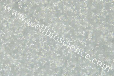Human B Lymphoblasts, #HMY2.CIR