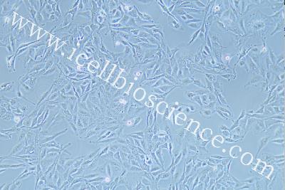 Human Lung Adenosquamous Carcinoma Cell Line, #NCI-H596