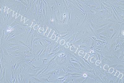 Human Small-Cell Lung Cancer Cell Line, #NCI-H196