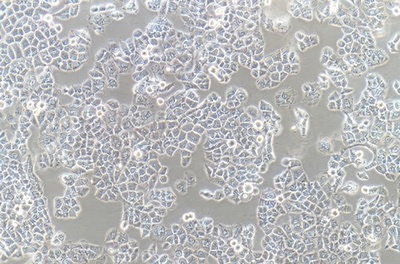 Human Liver Cell Line, #HL-7702[L-02]
