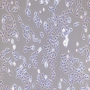 Human-Immortalized Epidermal Cells, #hacat