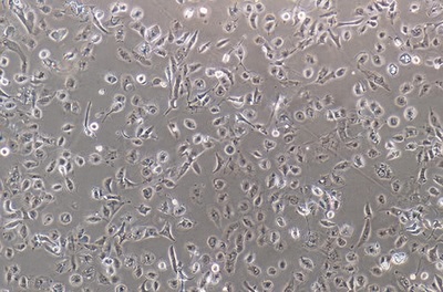 Near Jux Tubule Epithelial Cell Line Of The Human Renal Cortex, #HK-2