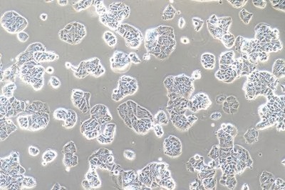 Human Breast Cancer Cell, #MCF-7