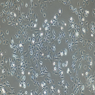 Human Breast Cancer Cell, #MDA-MB-231