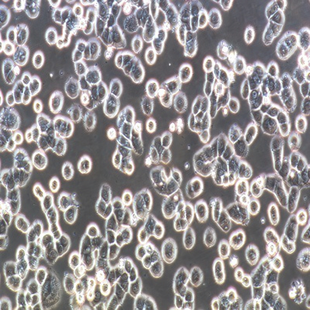 Human Breast Cancer Cell, #MDA-MB-468