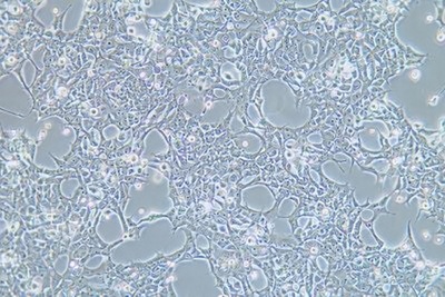 Human Embryonic Kidney Cells, high yield Lentiviral Packaging, #293FT