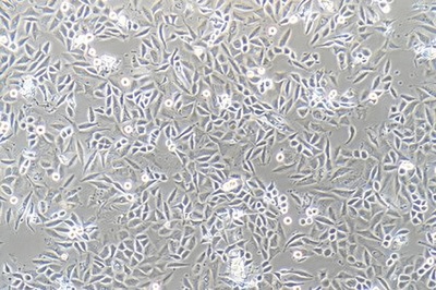 Human Cervical And Squamous Cancer Cell Line, #SIHA