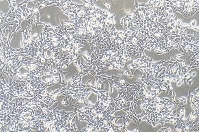 Human Normal Liver Cell Line, #WRL68