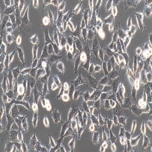 Human Kidney Embryonic Cell, #HEK-293