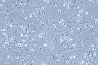 Human Microglia, #HMC3