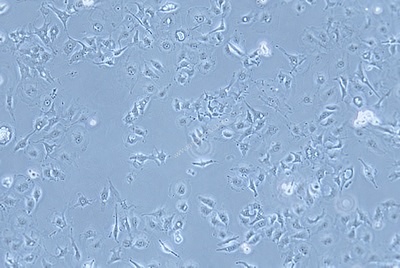 Human Breast Cancer Cell, #MDA-MB-157