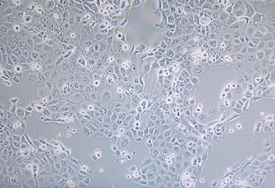 Human Normal Colonic Epithelial Cell Line, #NCM 460