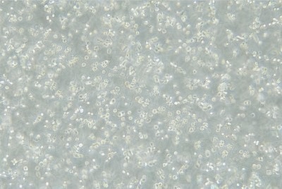 Human B Lymphoblasts, #HMY2.CIR