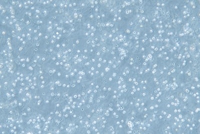Human B Lymphocytes, #GM12878