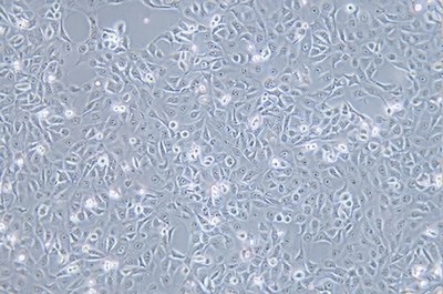 Human Corneal Epithelial Cell Line, #HCE-T
