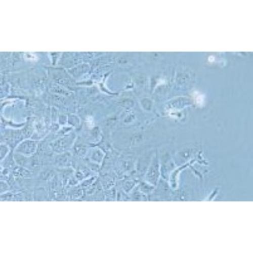 Human Breast Ductal Cancer Cell Line, #HCC1954