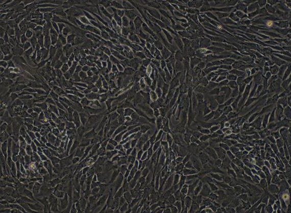 Primary Canine Articular Chondrocytes (AC)