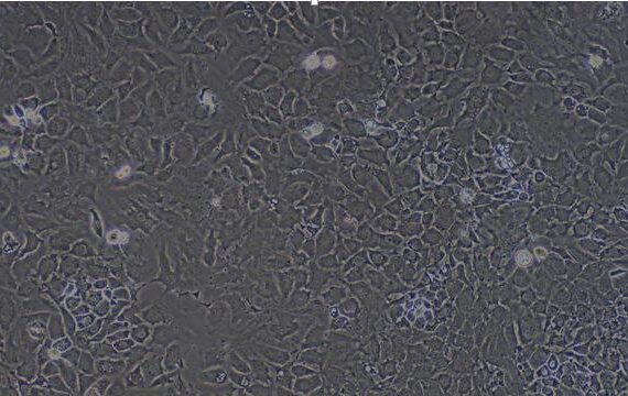 Primary Caprine Articular Chondrocytes (AC)