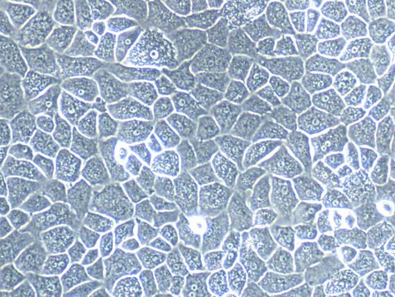 Primary Gallus Articular Chondrocytes (AC)