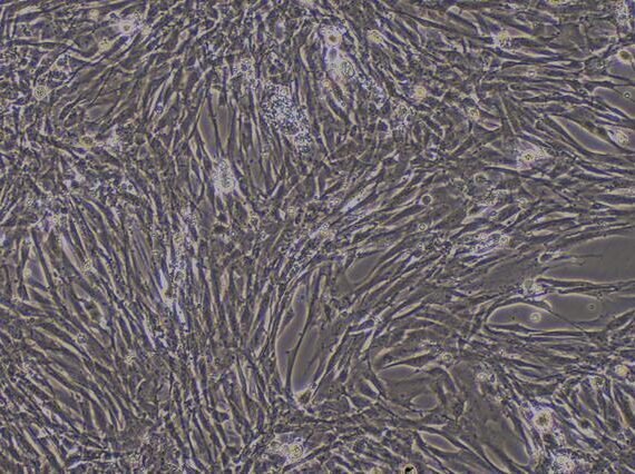 Primary Canine Aortic Endothelial Cells (AEC)