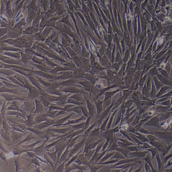 Primary Caprine Aortic Endothelial Cells (AEC)