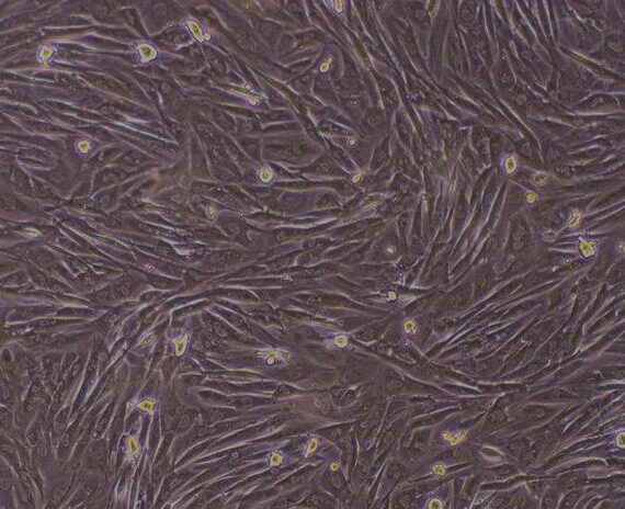 Primary Canine Myocardial Cells (MC)
